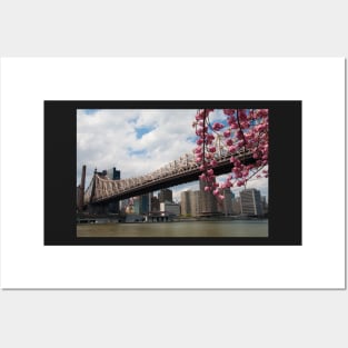 Cherry Blossoms Under the Queensborough Bridge 2 Posters and Art